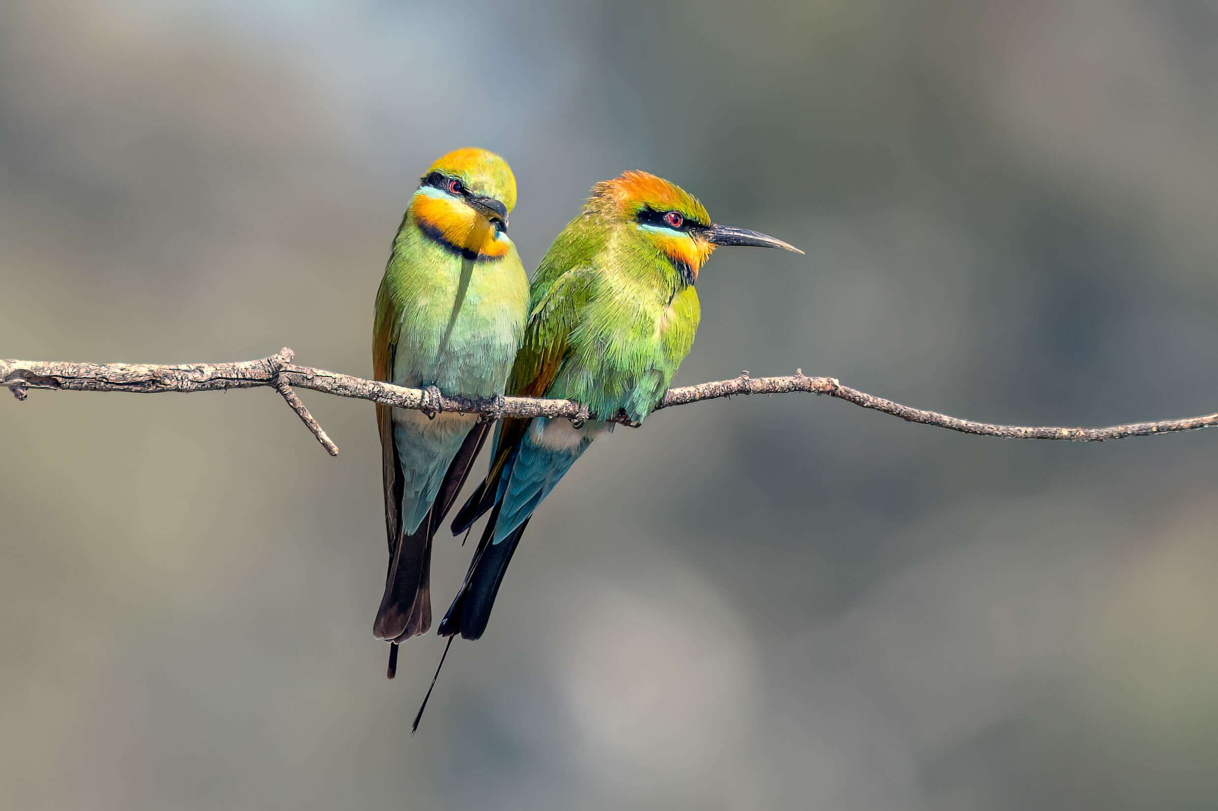 Photograph of Rainbow Bee-eaters by Kerryn Buckley.