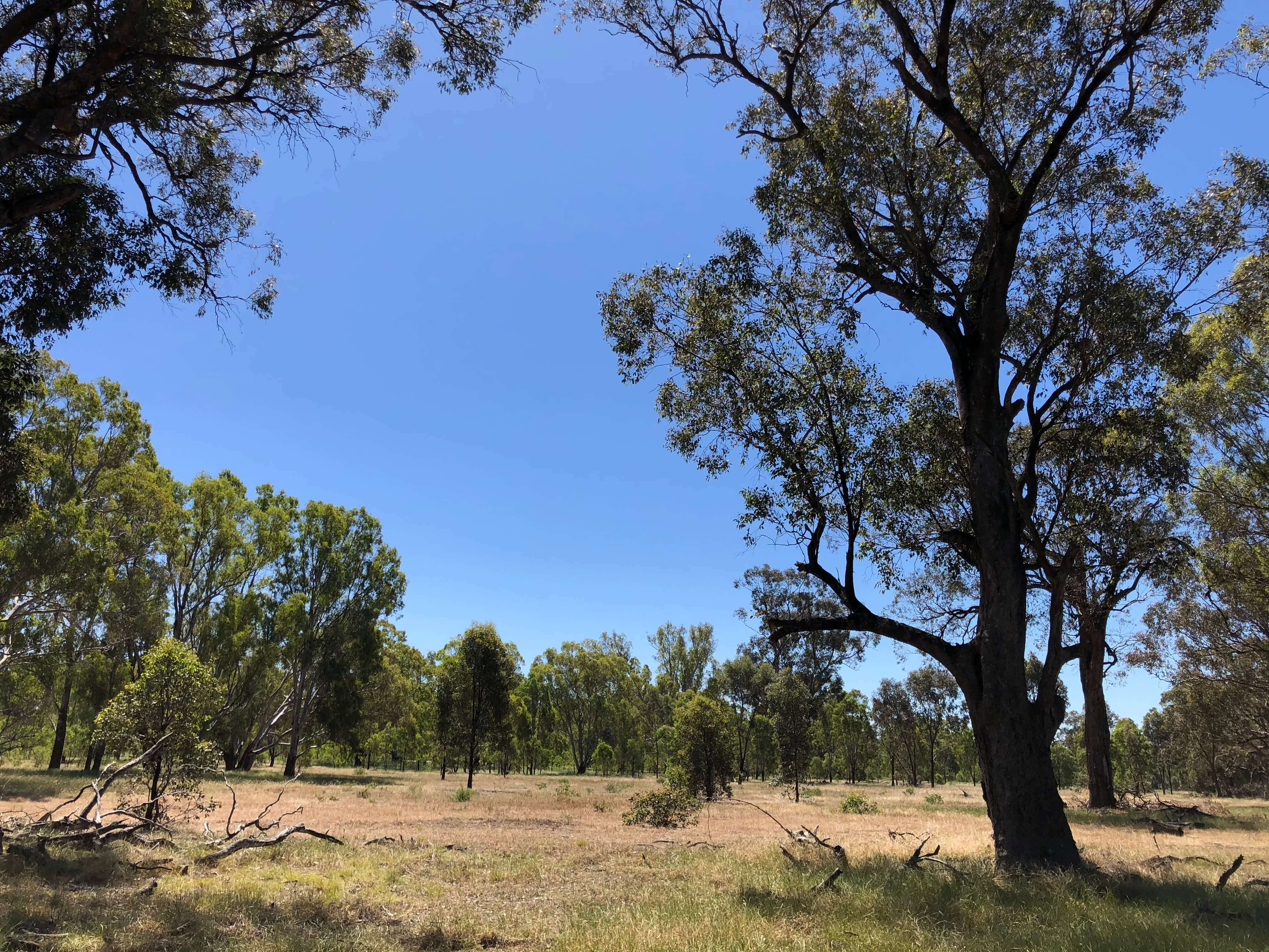 Woodland pictured on a blue sky day with open space and grassland between the trees