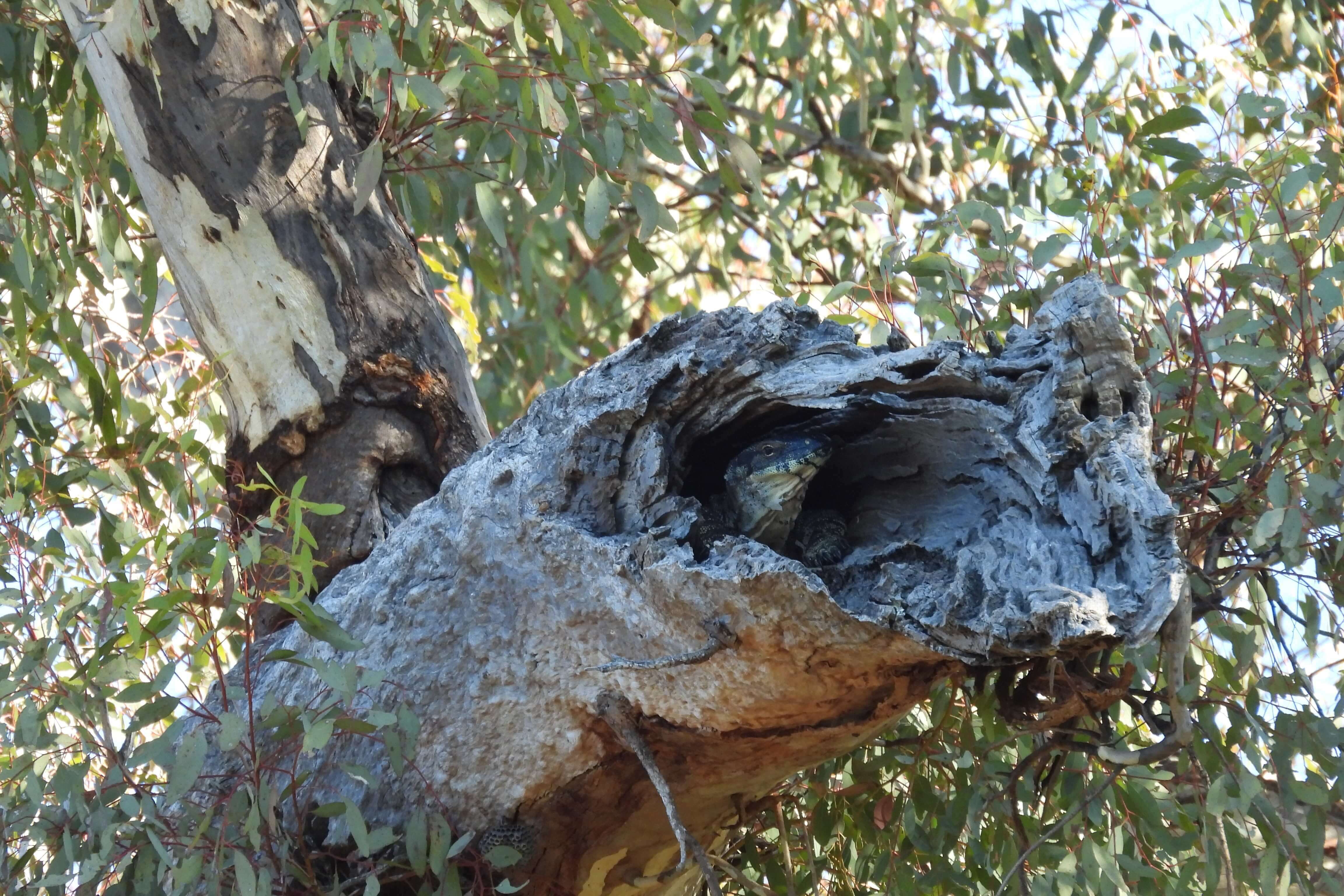 A close up photograph of the head of a lacy monitor poking out of a tree hollow.
