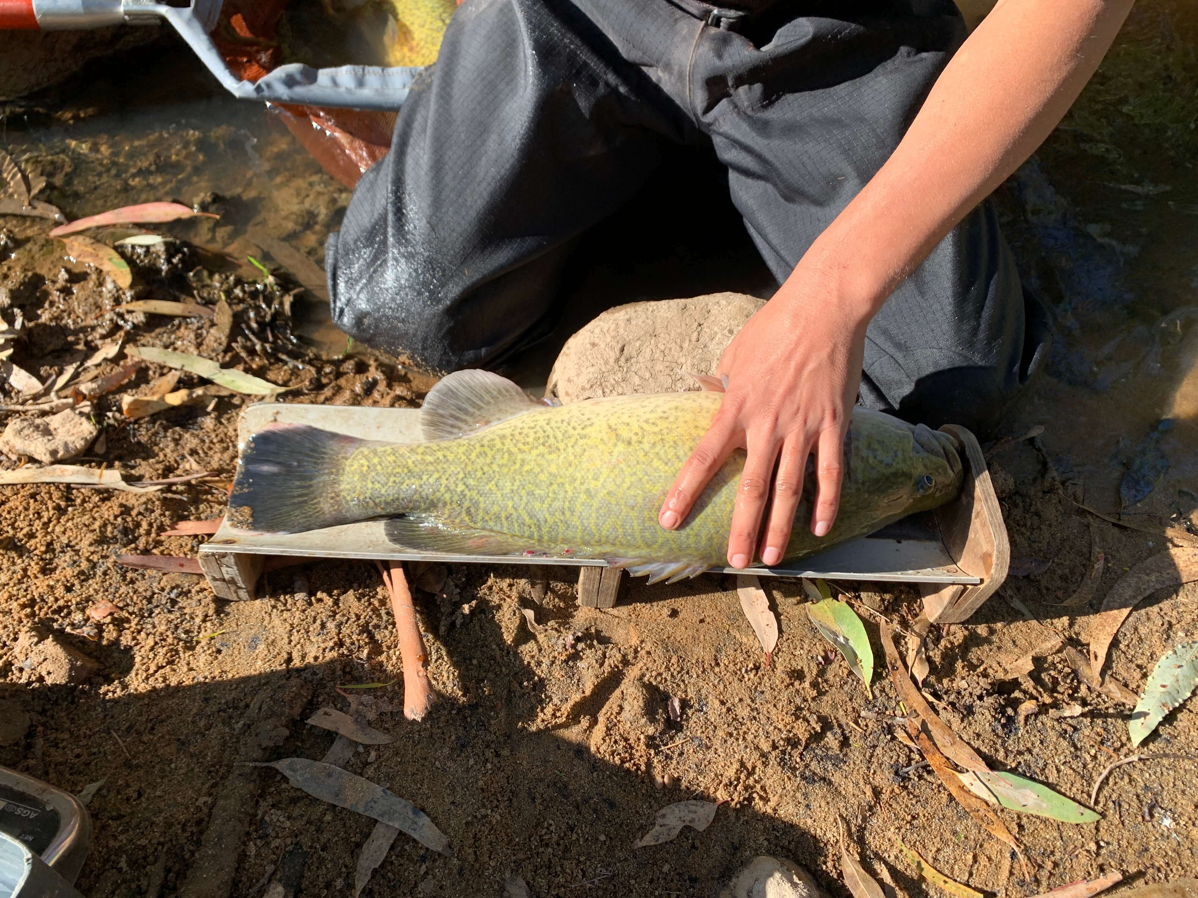 Water for the environment will be delivered down the Goulburn River in Autumn to promote the growth of native bank vegetation.