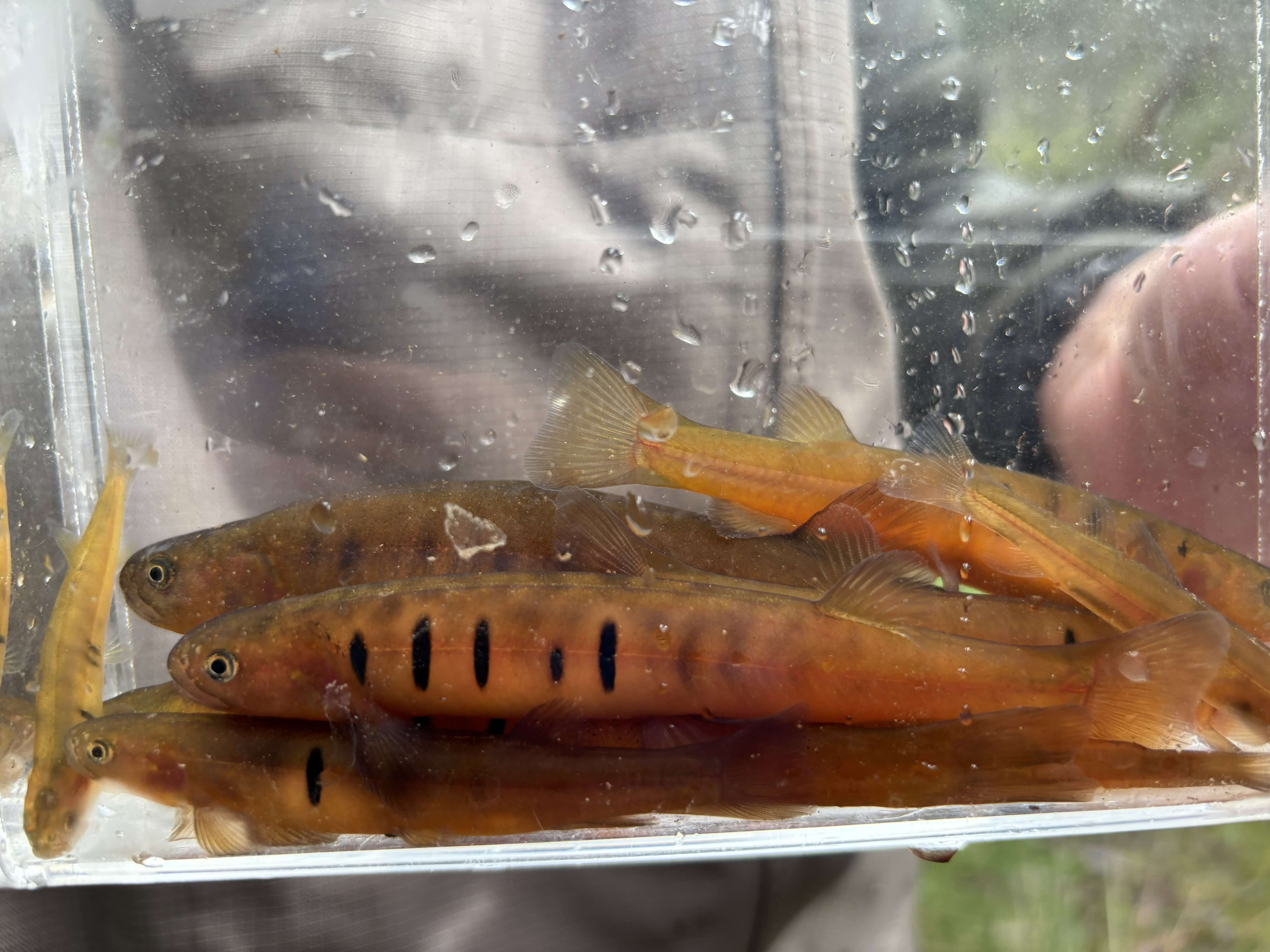 &nbsp;Barred Galaxias.