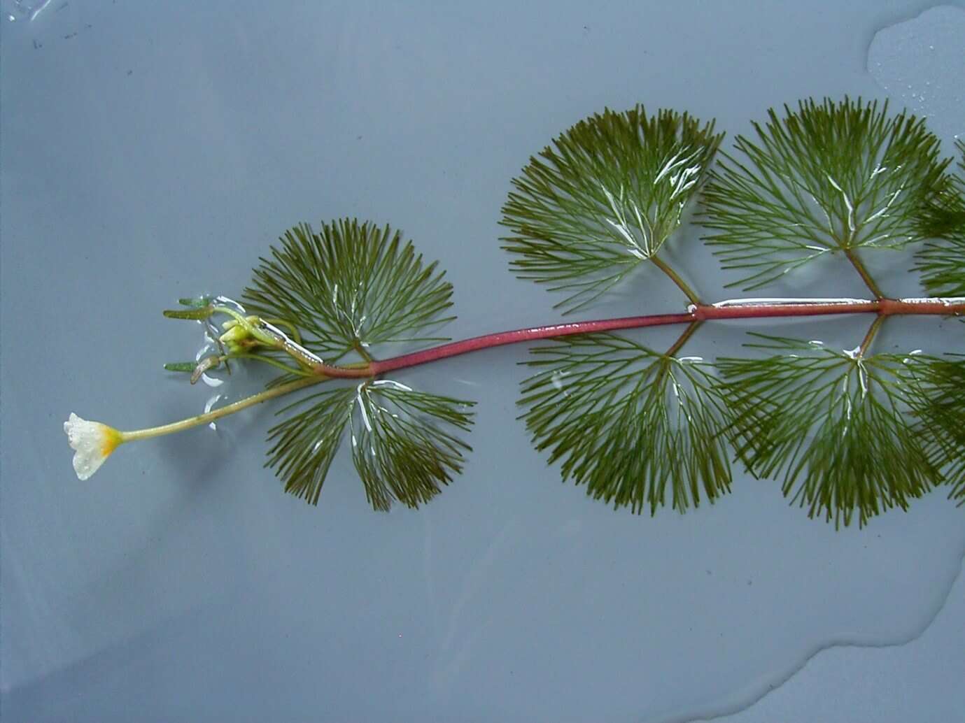 The invasive cabomba weed in Lake Benalla.