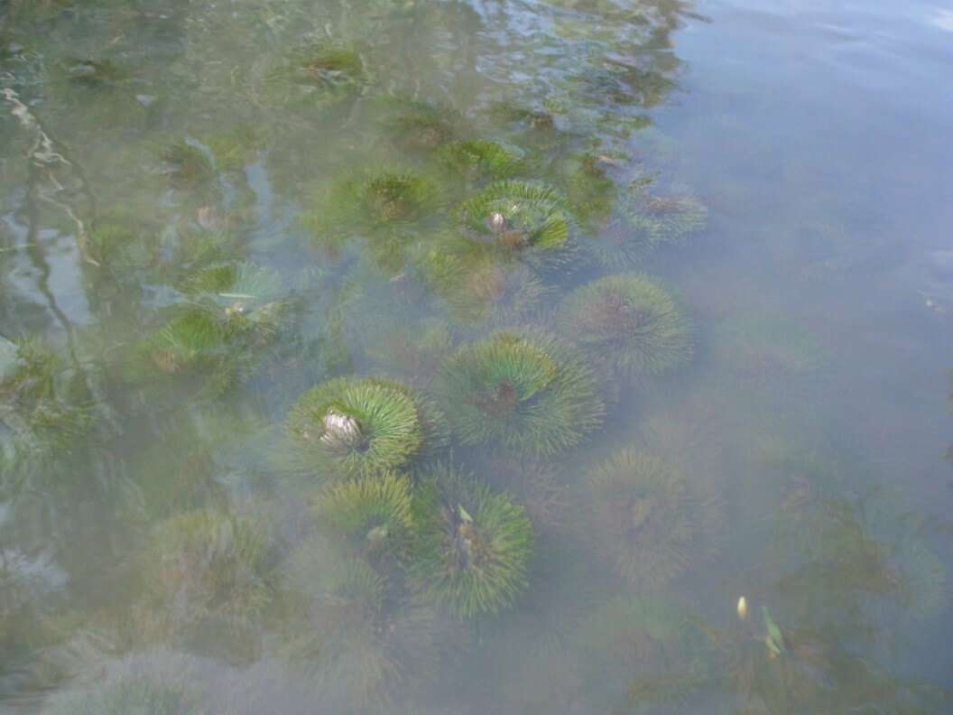 The invasive cabomba weed in Lake Benalla.