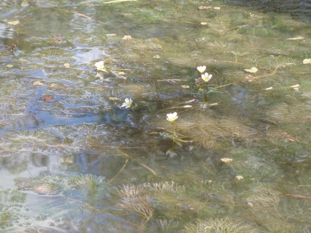 The invasive cabomba weed in Lake Benalla.