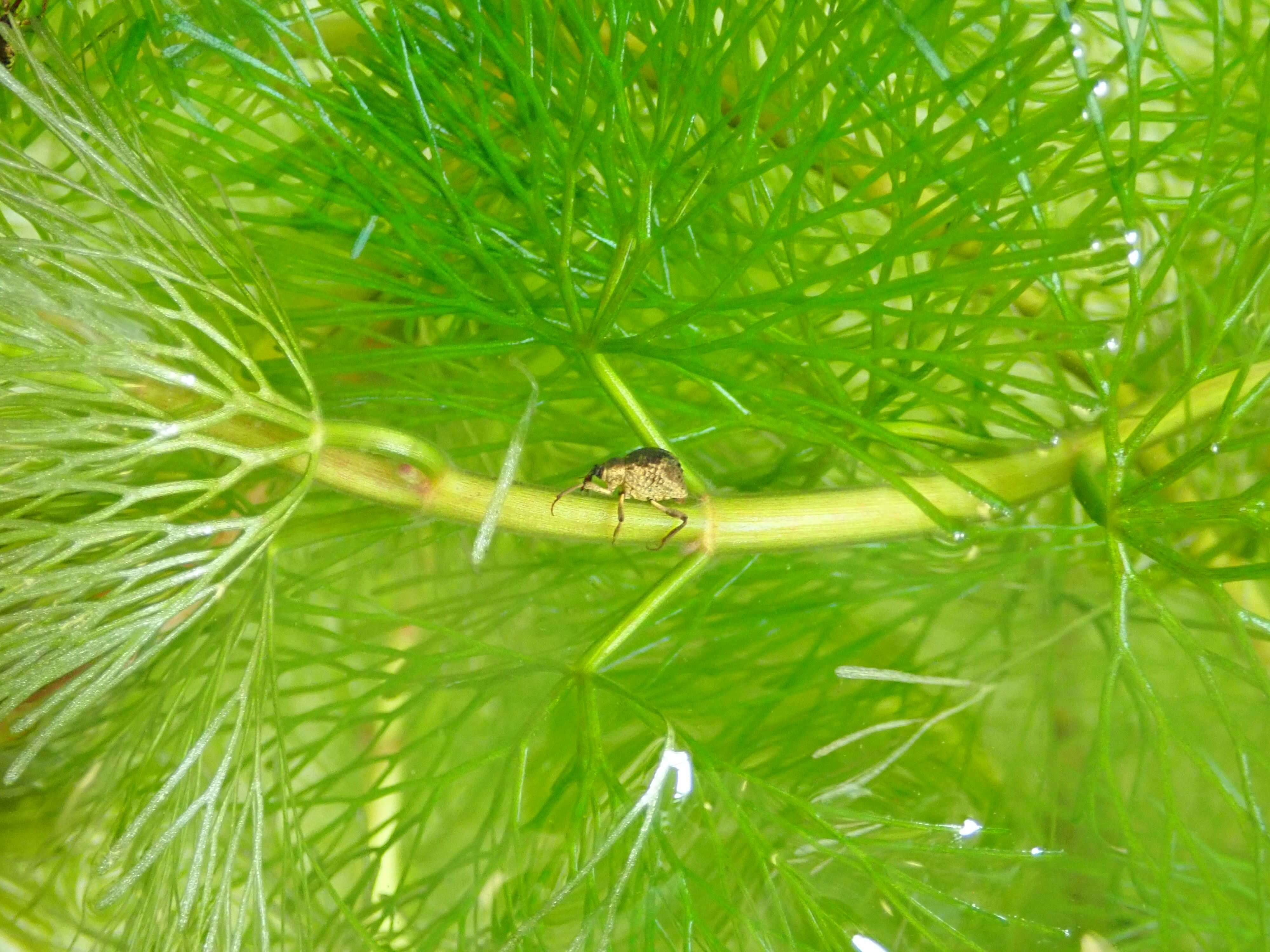 Close up of the Cabomba weevil