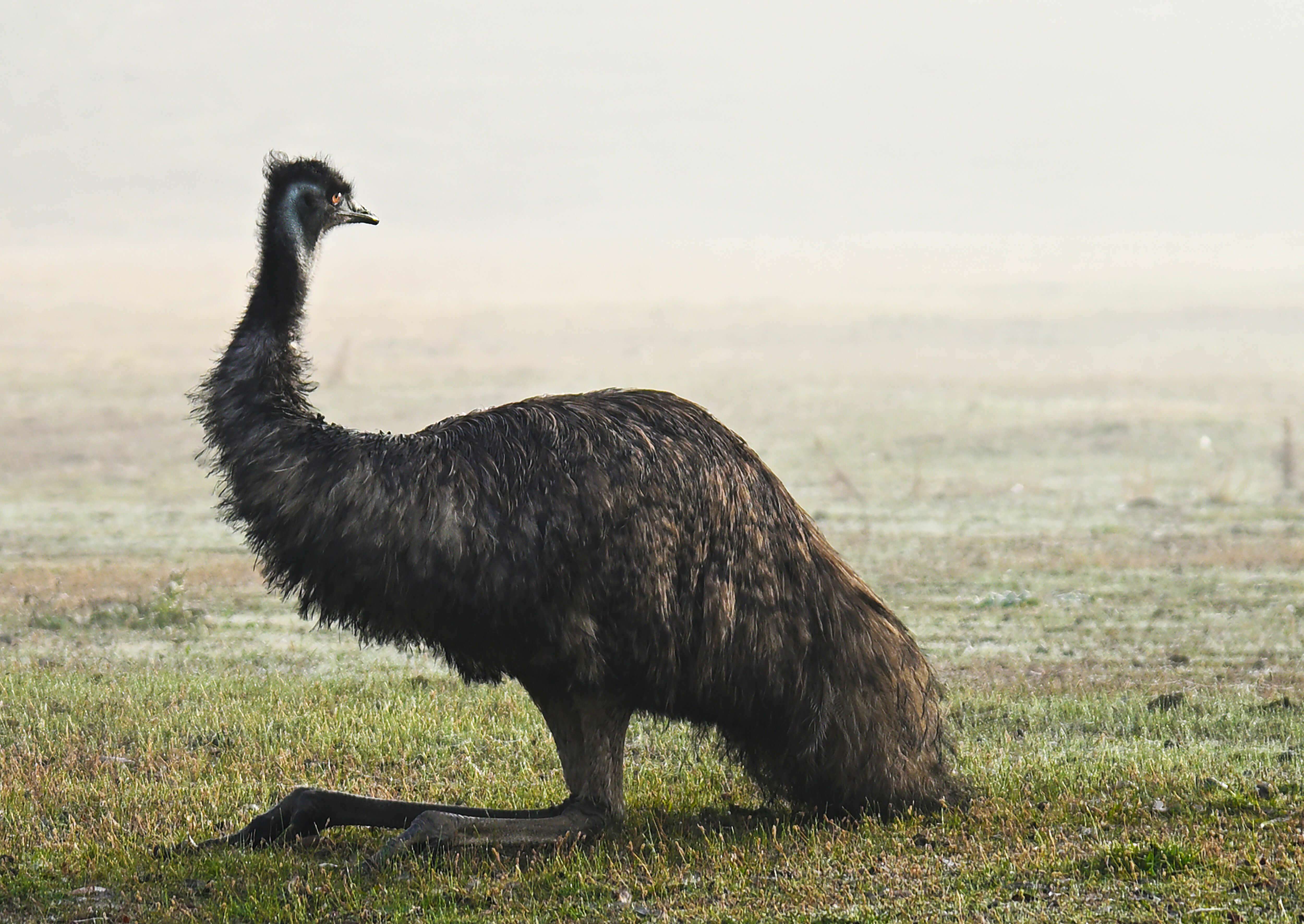 Photograph of an emu resting on its knees on the ground a foggy day