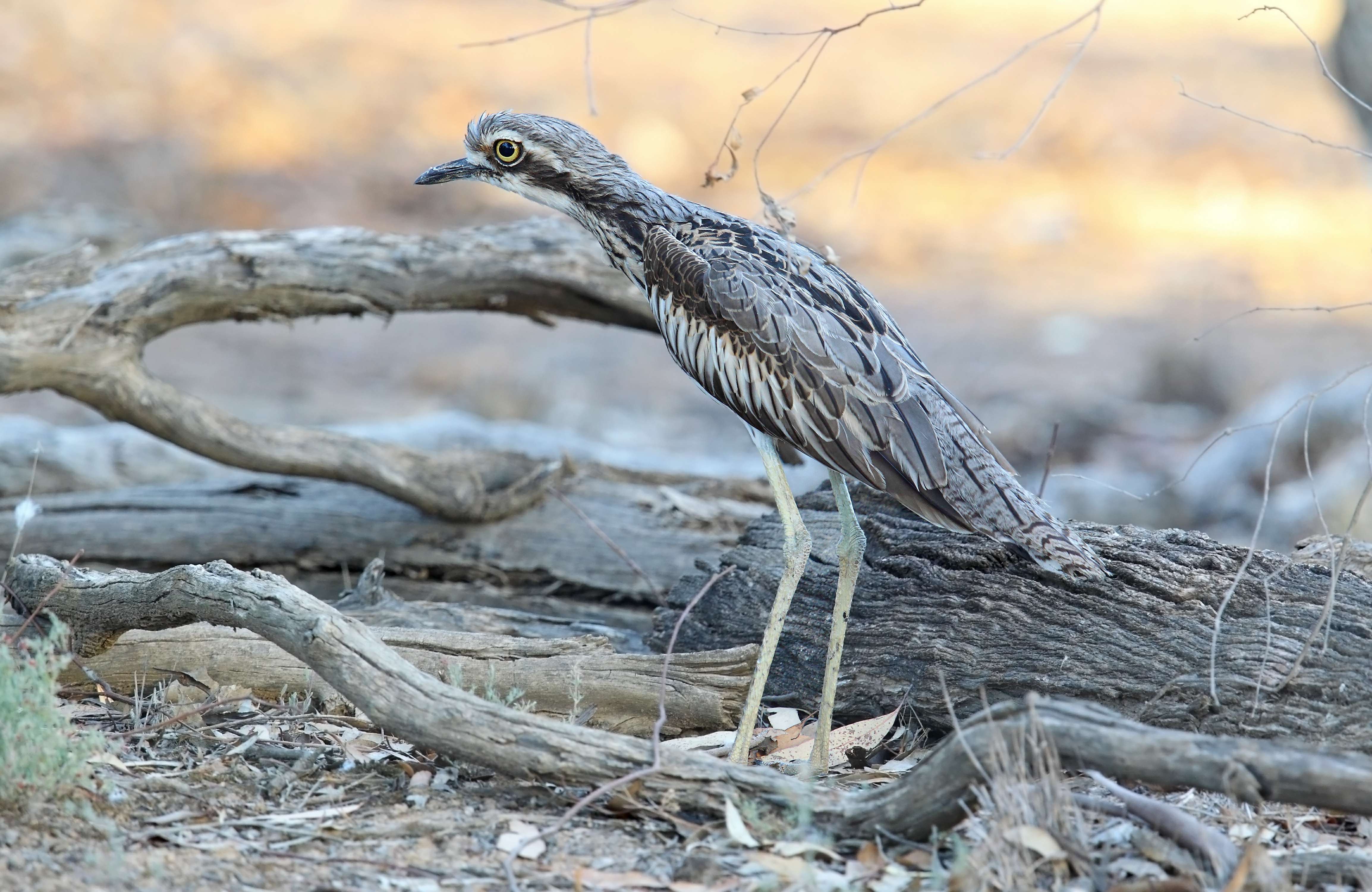 Bush-stone Curlew by Chris Tzaros