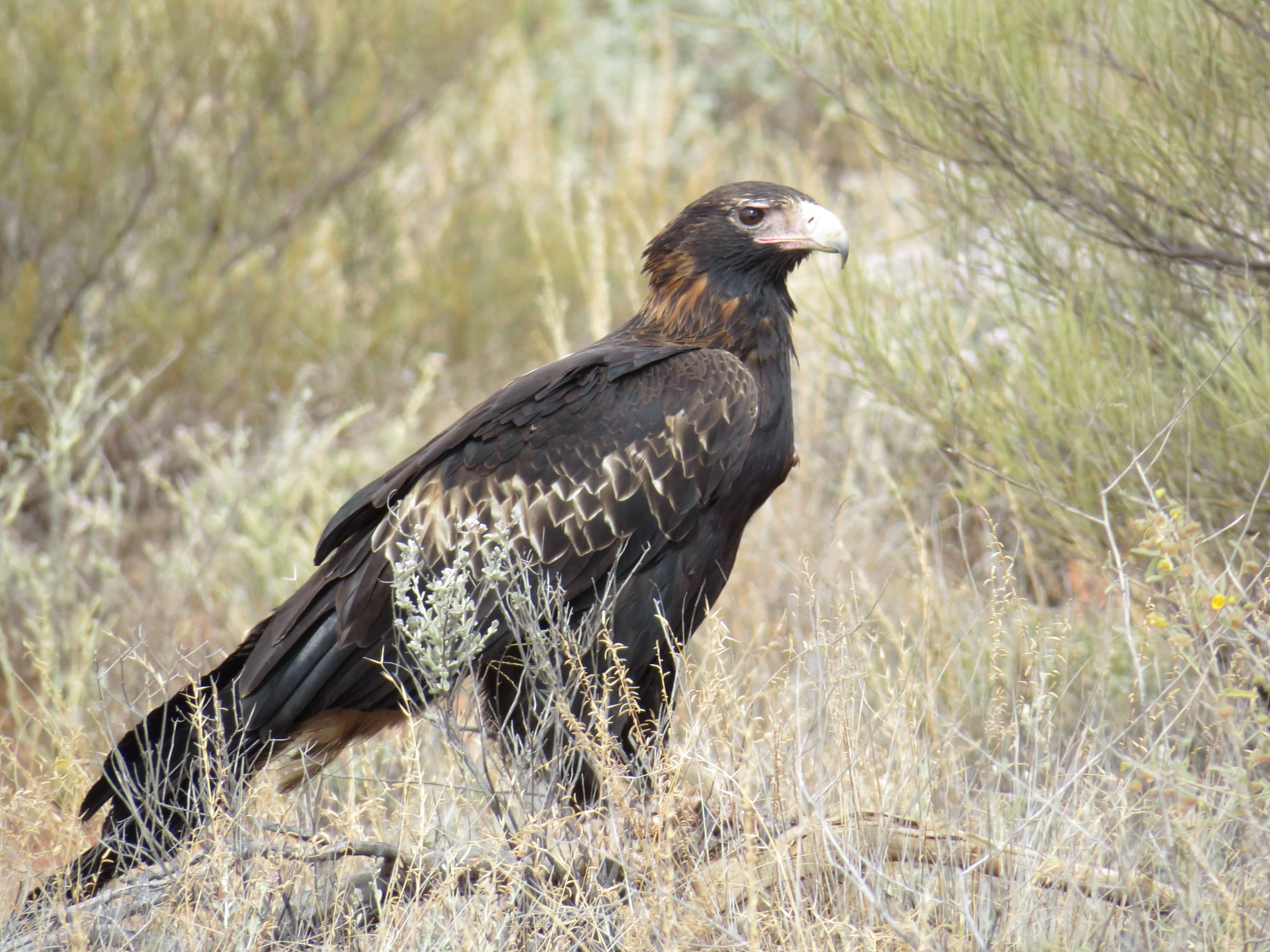 Wedge-tailed Eagle sitting in wildgrass on the ground. Photographer: Kathy Jones