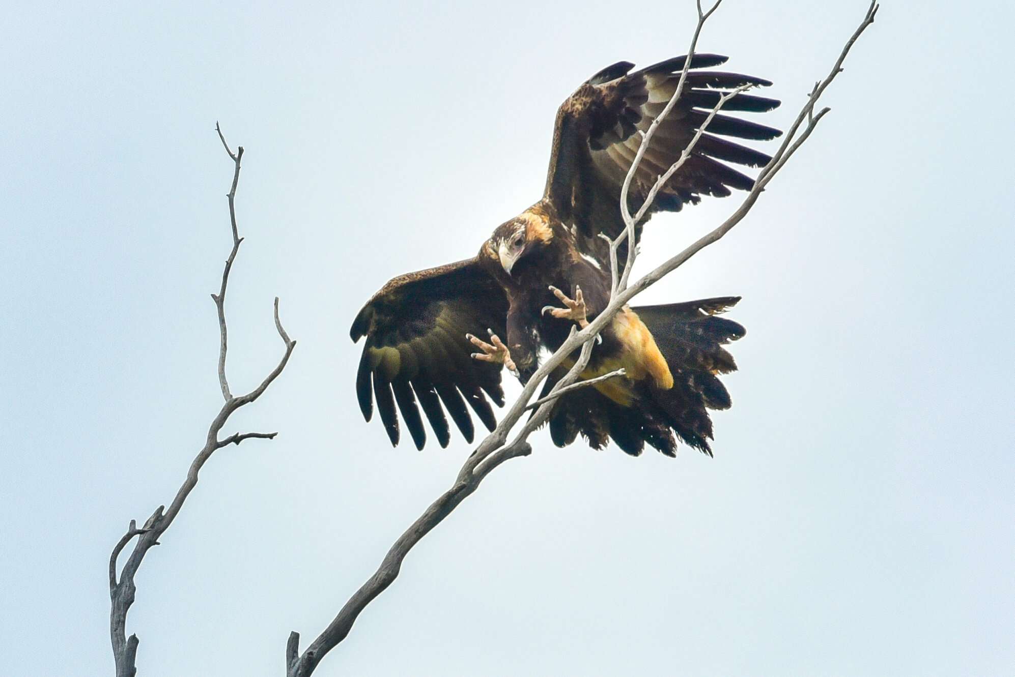 Wedge-tailed Eagle with wings spread wide sitting on a branch. Photographer: Ruth Ault