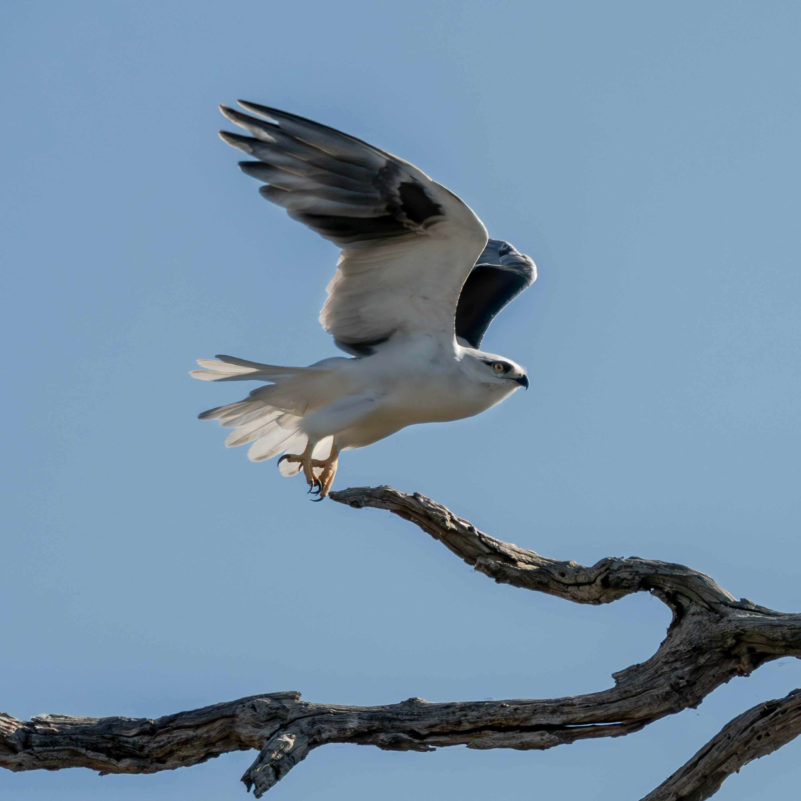 Black-shouldered Kite. Photograph by Jenny Younger