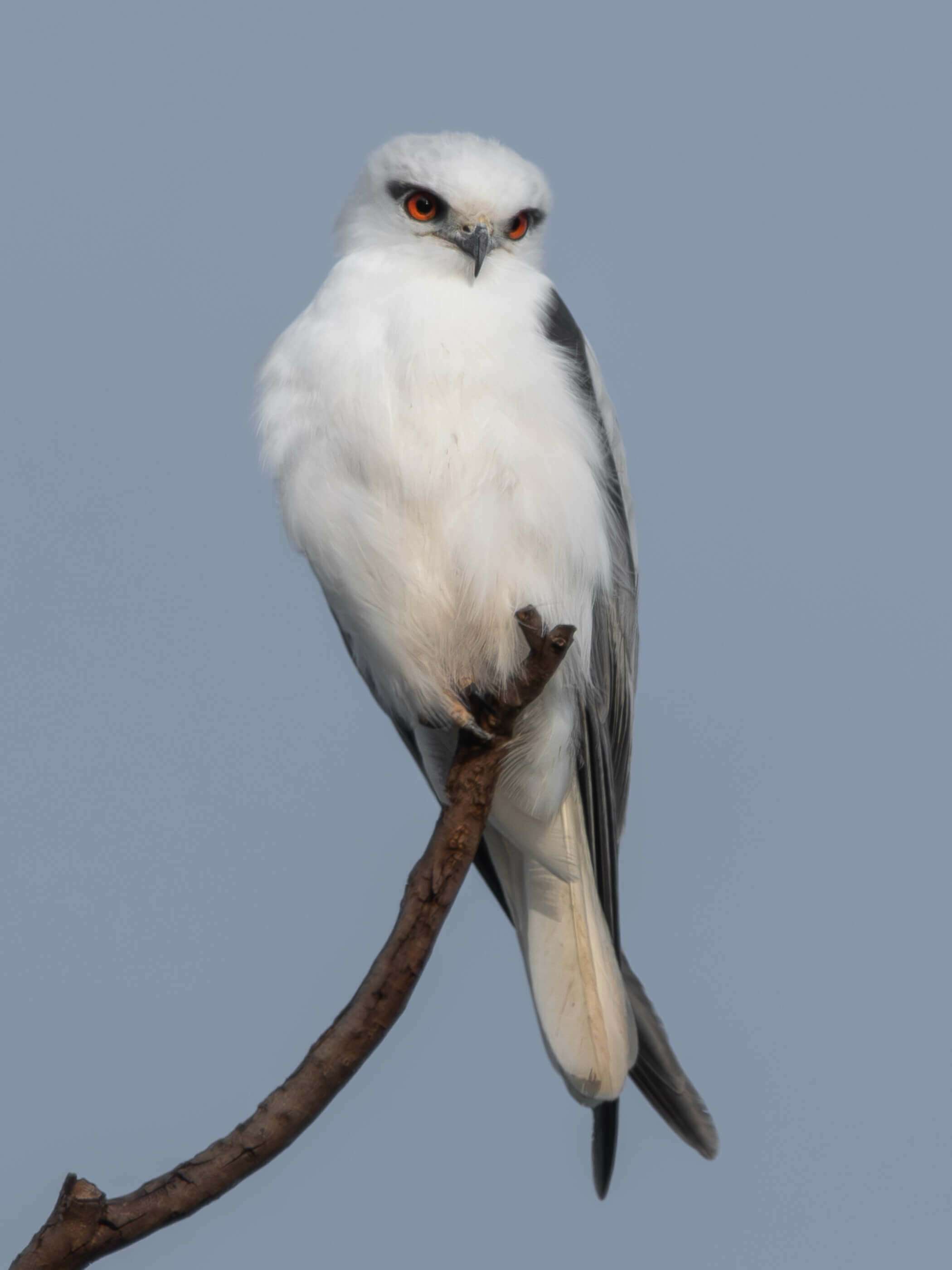 Black-shouldered Kite. Photograph by Jenny Younger