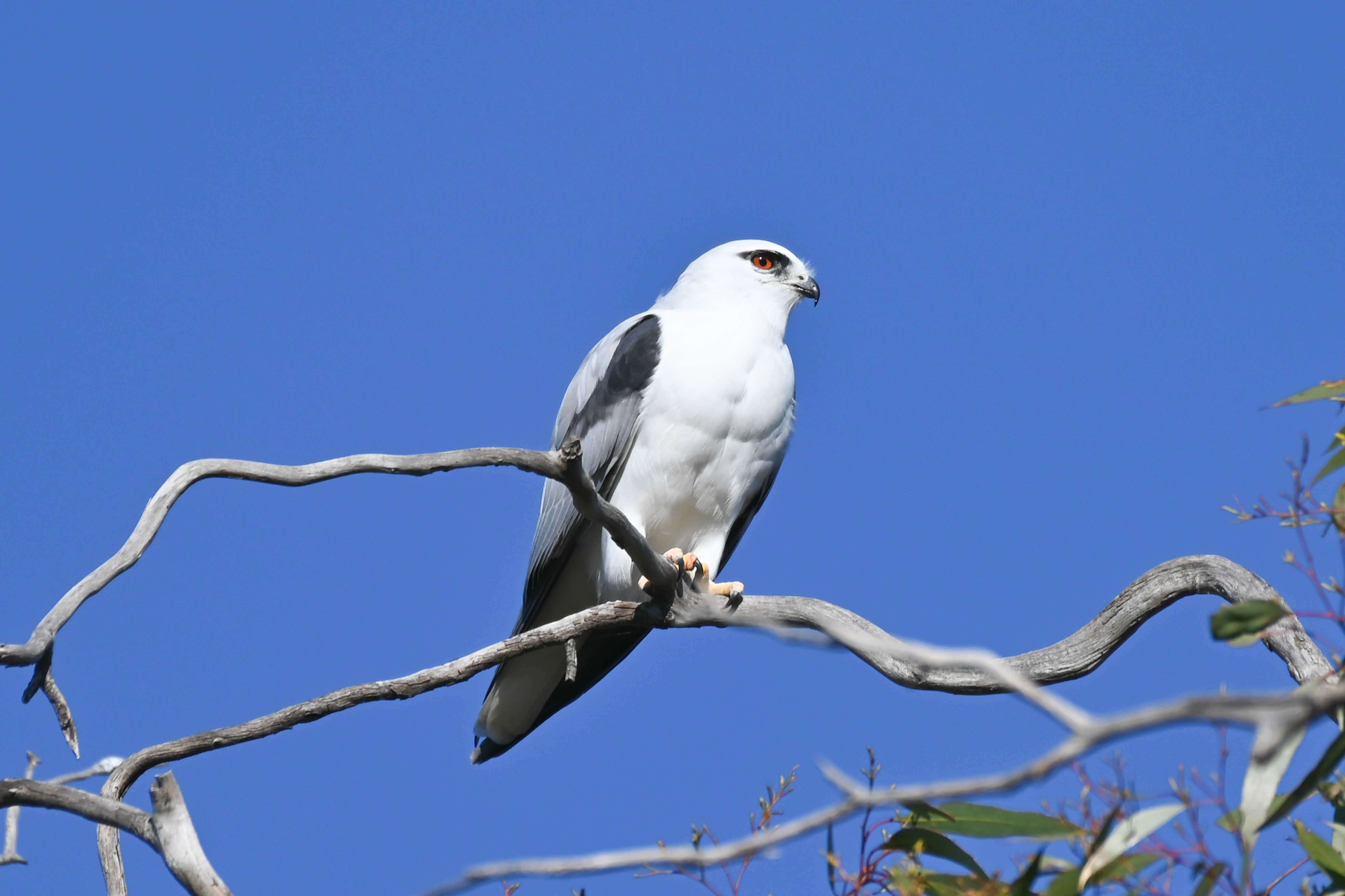 Black-shouldered Kite. Photograph by Richard Gregson