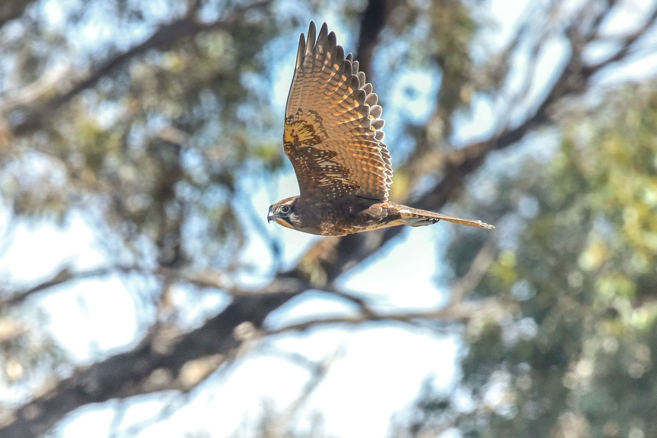 Brown Falcon - Photographer: Ruth Ault