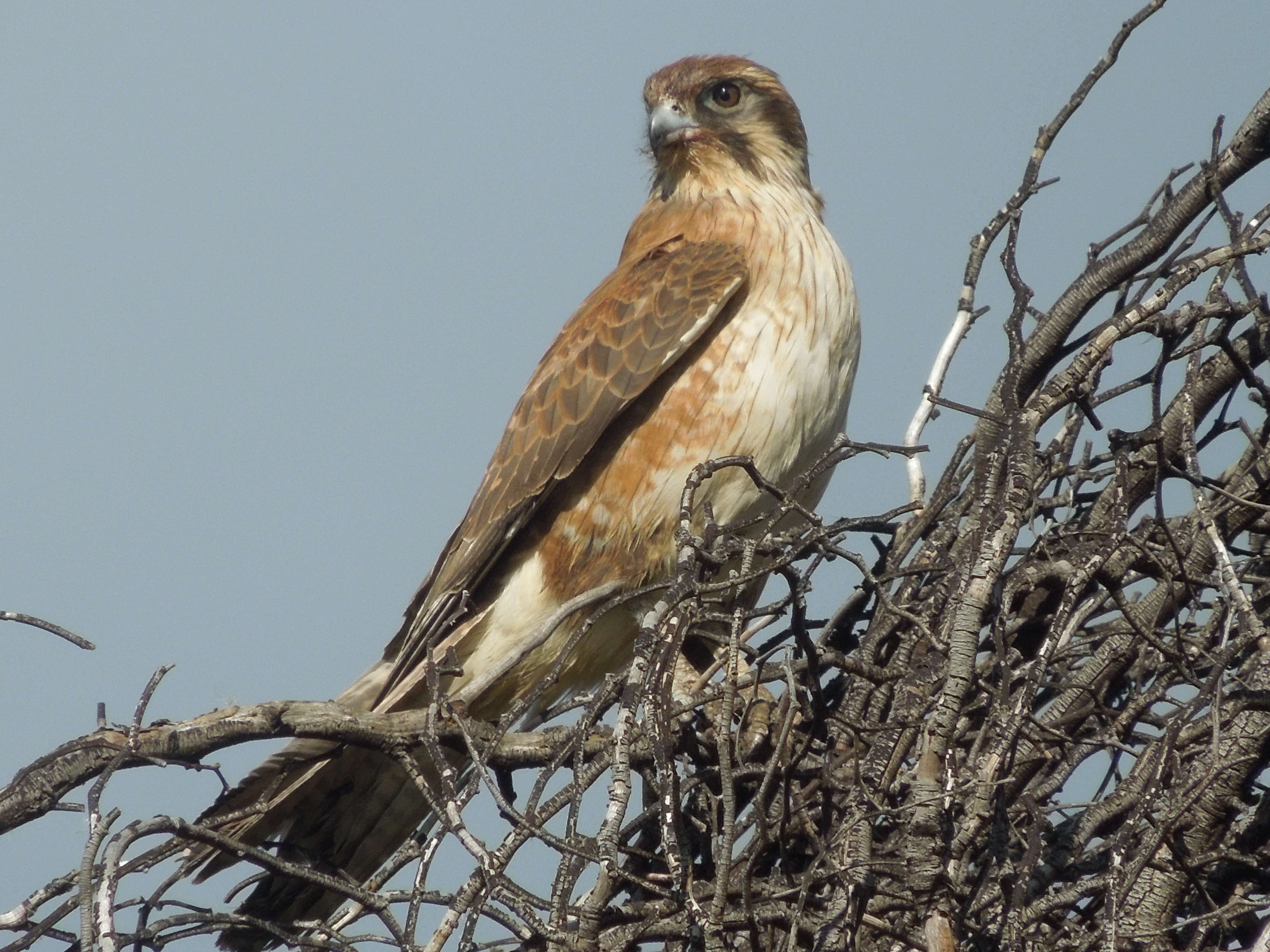 Brown Falcon - Photographer: Neville Hunter
