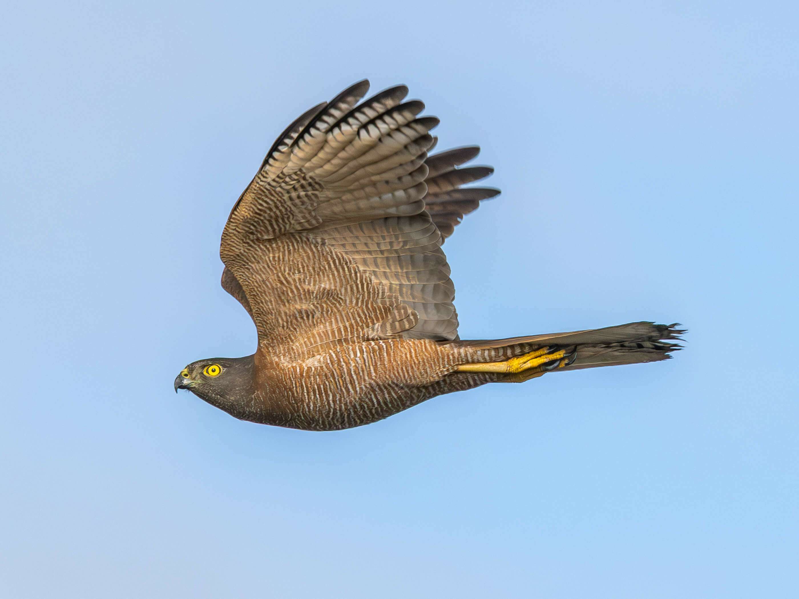 Hawk flying in the air