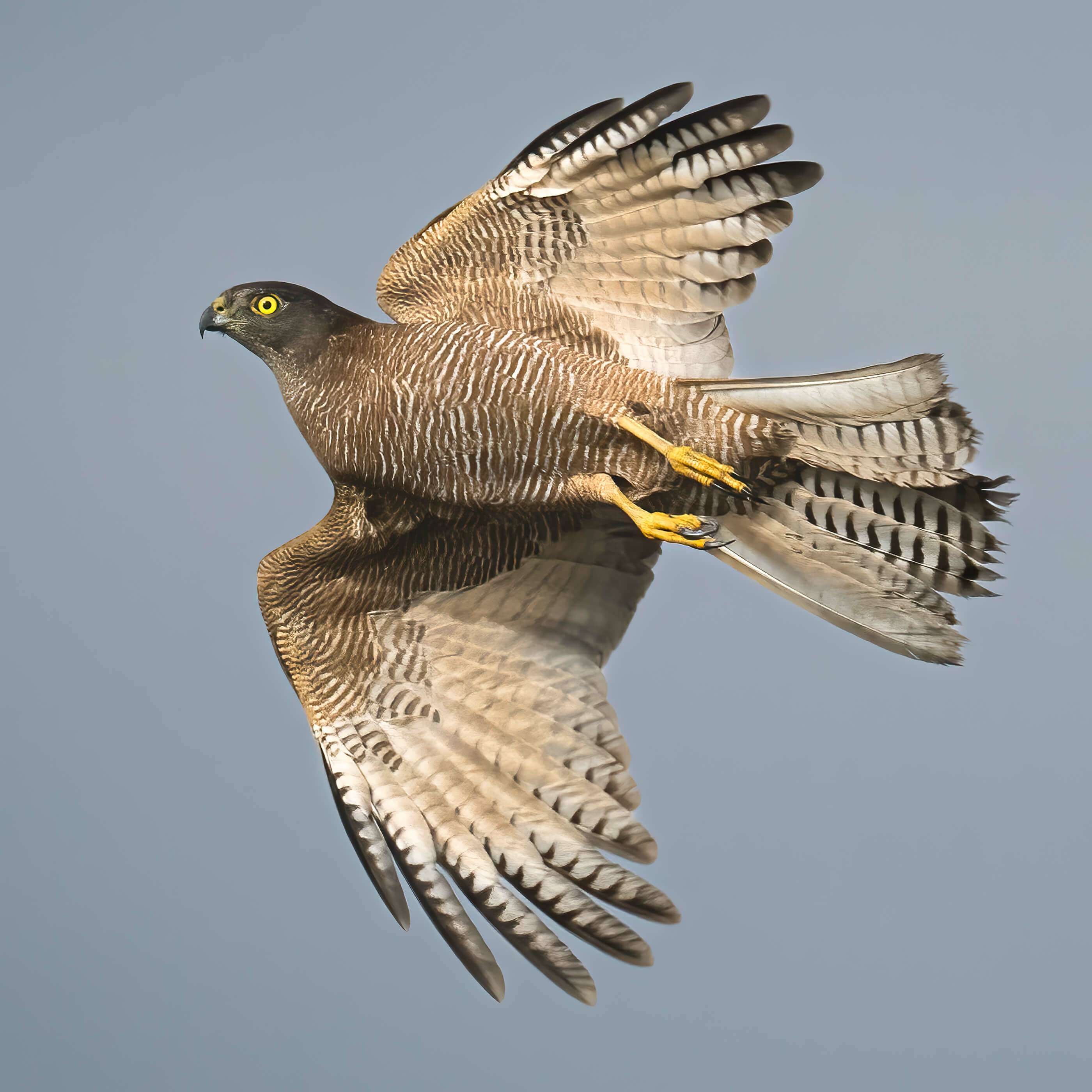 Collared Sparrowhawk in flight