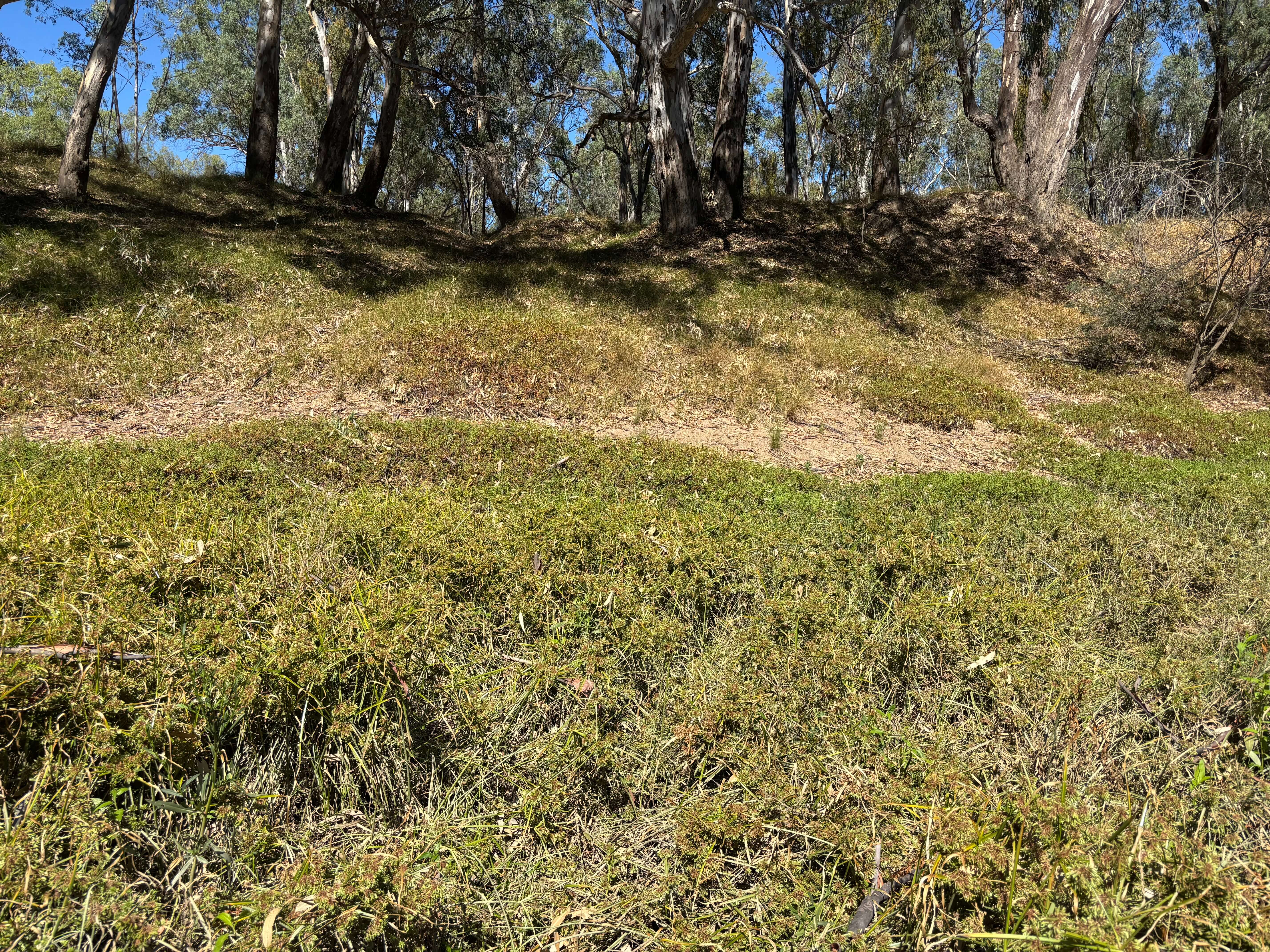 Goulburn River at Darcys Track - drying vegetation pre Autumn Fresh