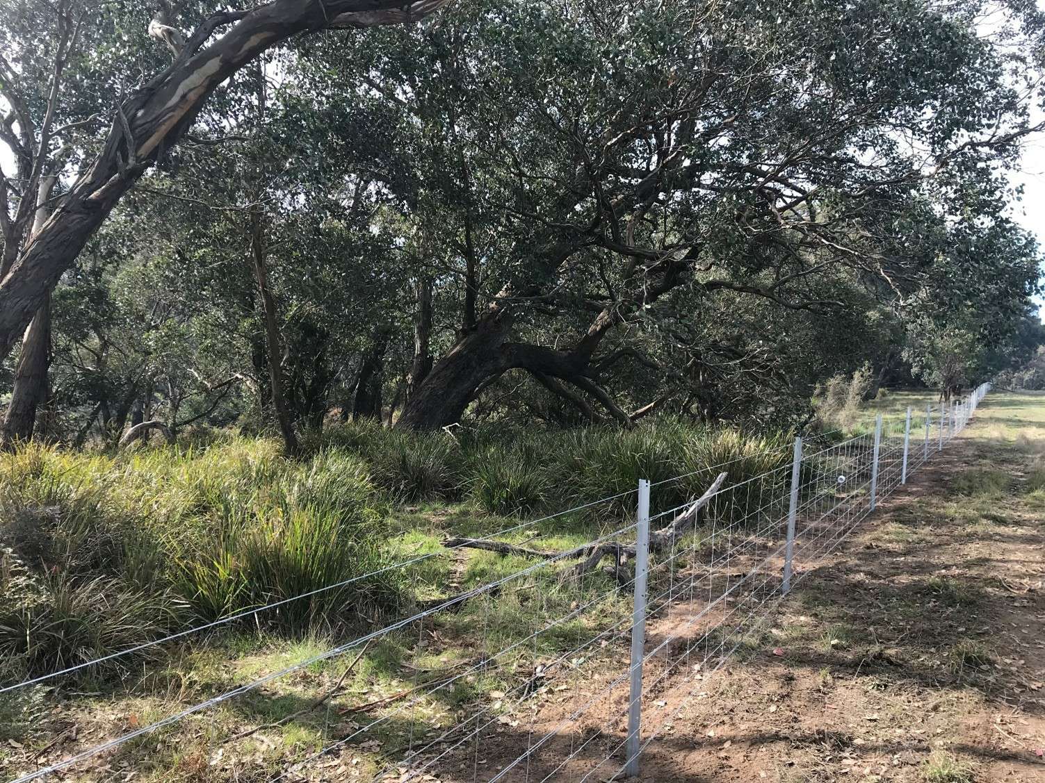 Fencing along Sevens Creeks to manage livestock and protect waterways.