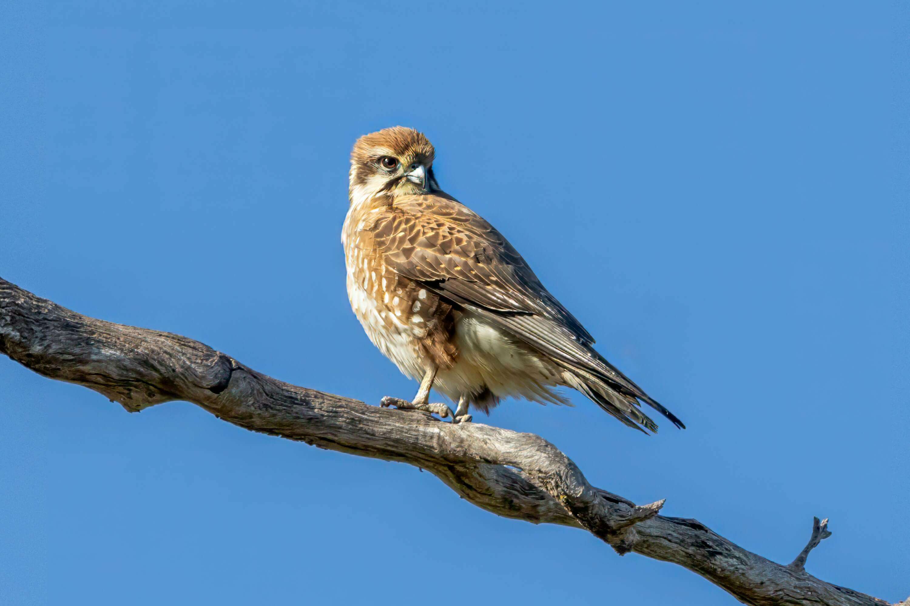 Brown Falcon juvenille - Photographer: Kerryn Buckley