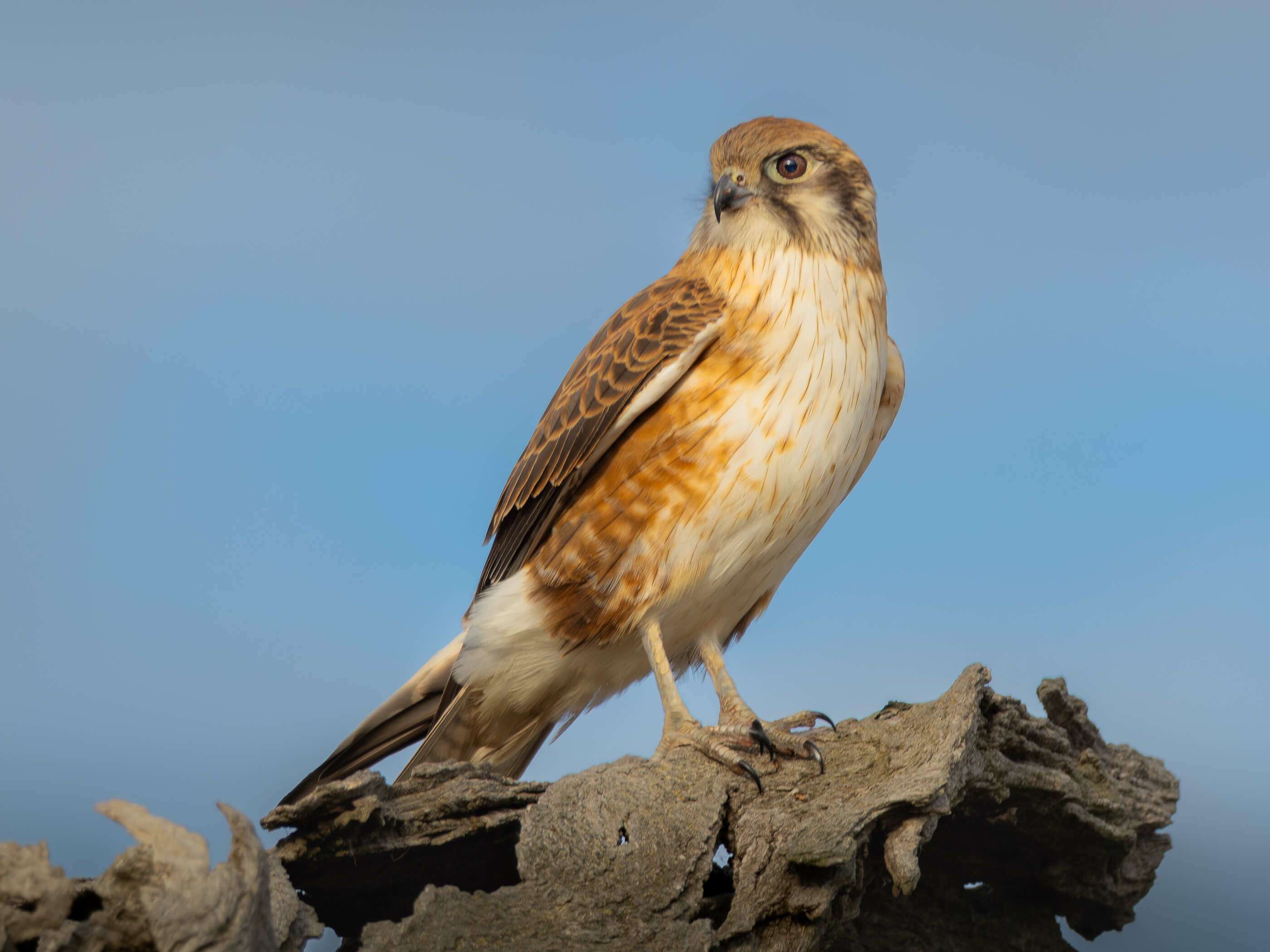 Nankeen Kestral sitting on a dead tree branch with a brilliant blue sky behind - Photographer: Jenny Younger.