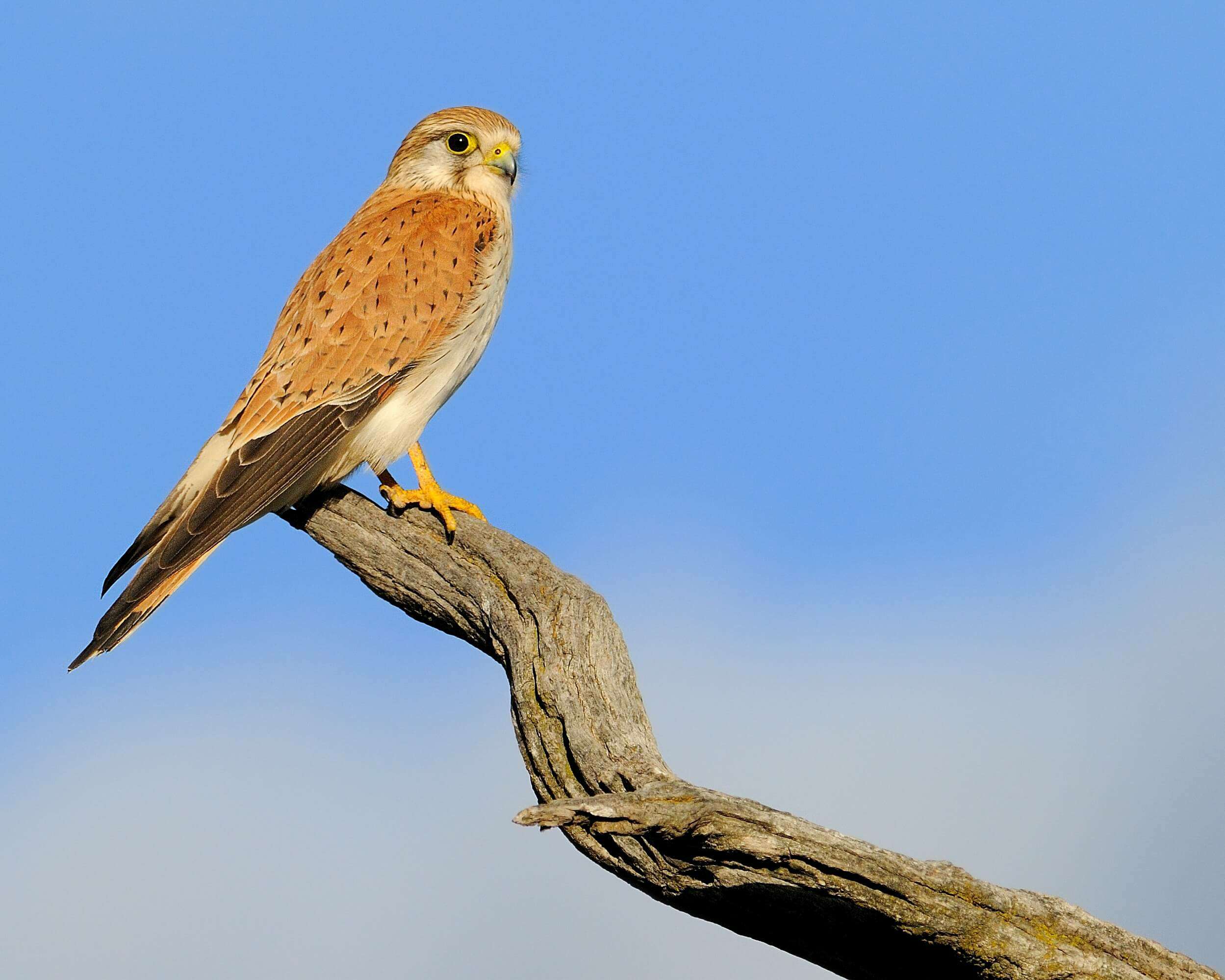 Nankeen Kestral sitting on a branch- Photographer: Leigh Teitz