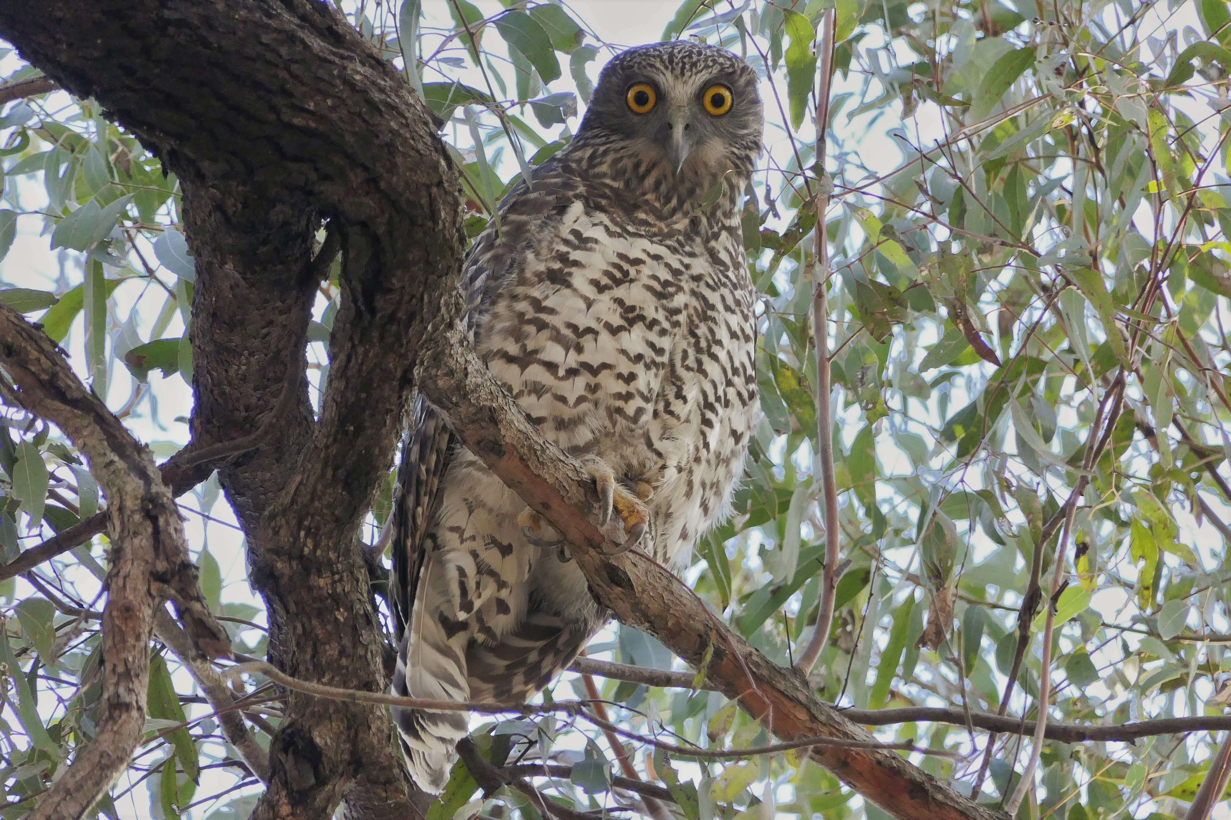 Powerful Owl by Jacob Dedman