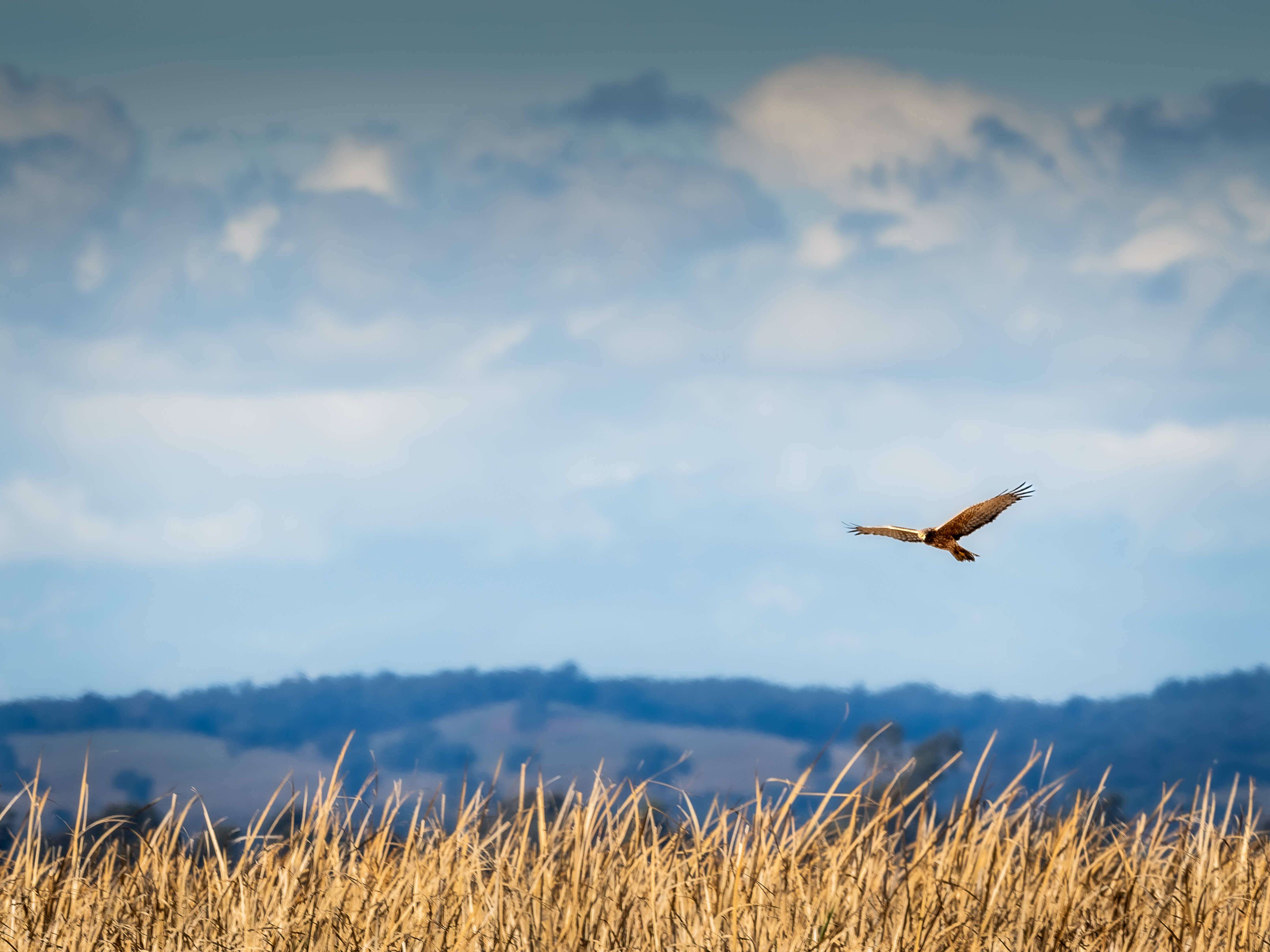Spotted Harrier by Jenny Younger