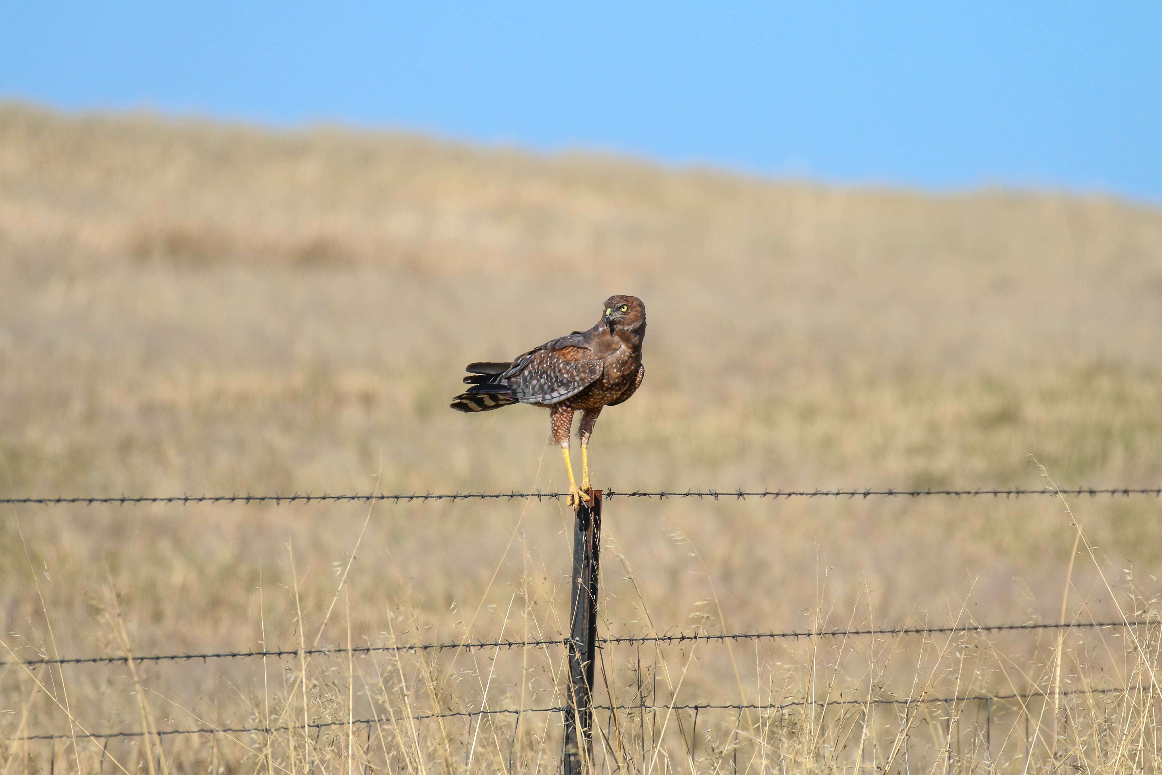 Spotted Harrier on fencepost by Ros King