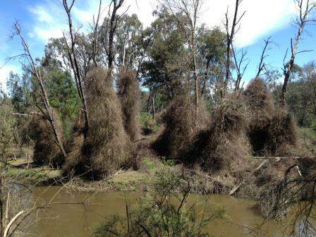 After Honeysuckle control works on the Yea River at Providence Bridge