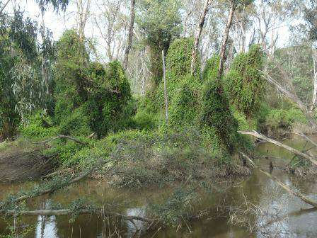 Before Honeysuckle control works on the Yea River at Providence Bridge