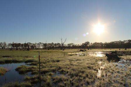 Black swamp two months on from the Feb fires Black swamp two months on from the Feb fires