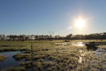 Black swamp two months on from the Feb fires