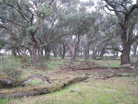 Box Woodland