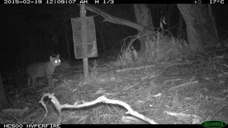 A feral cat caught on camera