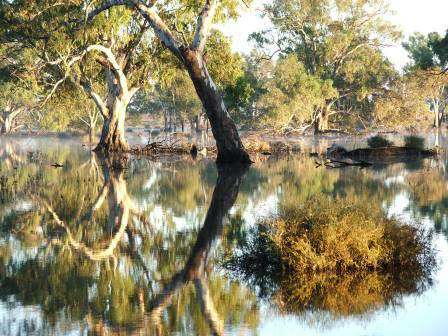 Dickie Swamp - One of our better wetlands Dickie Swamp - One of our better wetlands