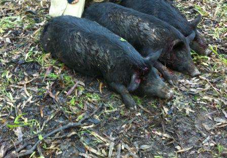 A combined agency effort to control pests in Barmah is achieving results.