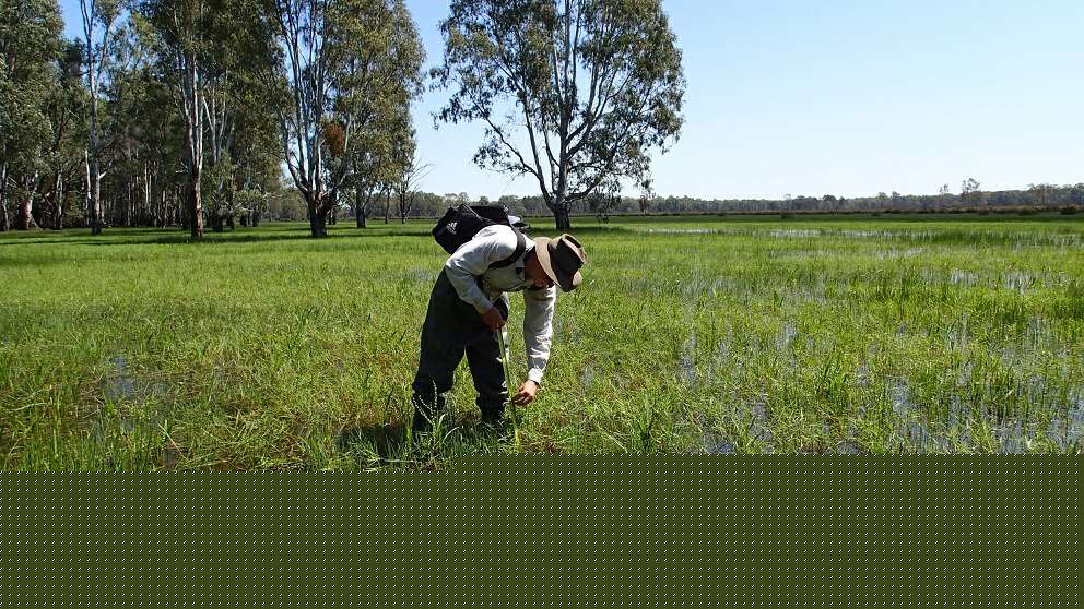 GB CMAs Keith Ward Measuring Moira Grass