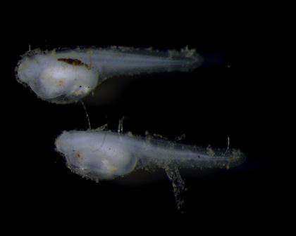 Freshwater Fish Ecologists from the Arthur Rhylah Institute confirmed Golden perch had spawned by hatching 2 eggs that were discovered during larval drift surveys on the Goulburn River this week.