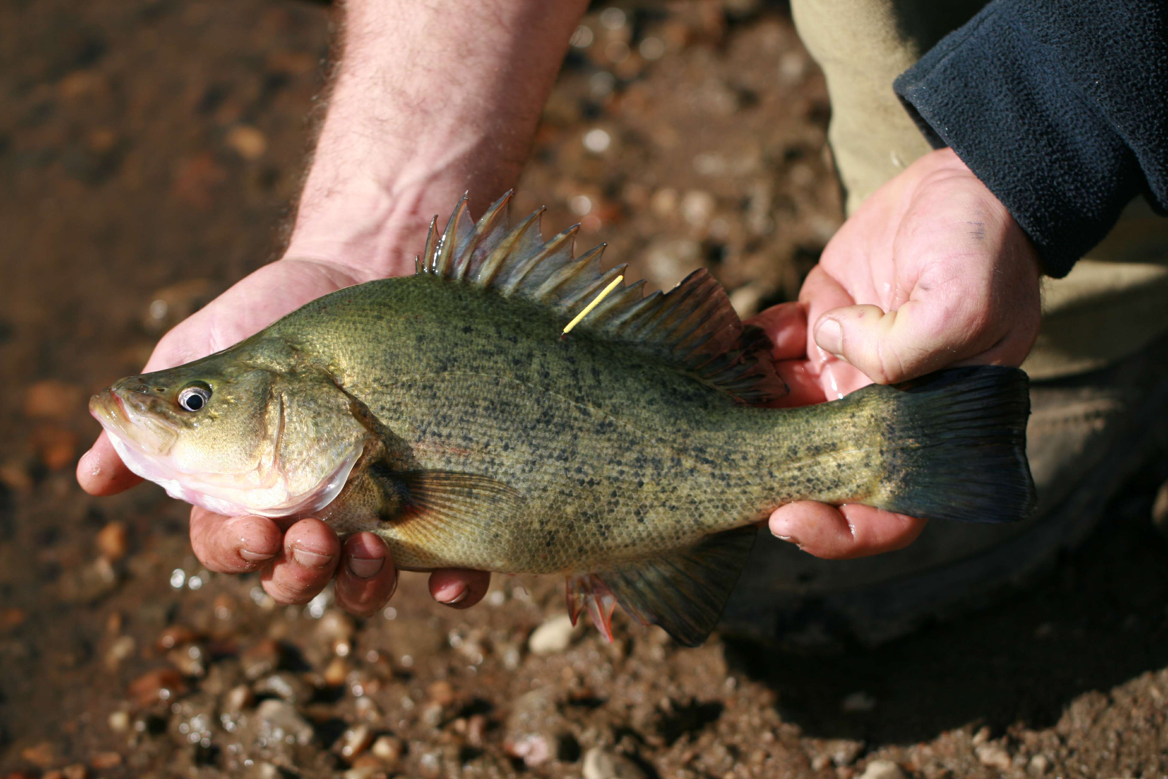 Golden Perch