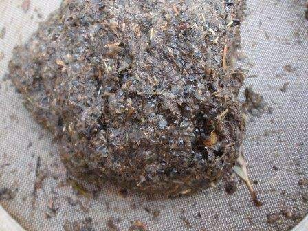 Golden Perch eggs Golden Perch eggs