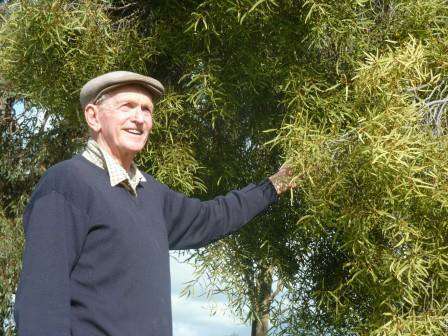 Graeme Trewin with the sole mature quandong on his place. Graeme Trewin with the sole mature quandong on his place.