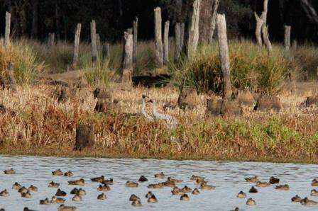 Brolgas at Reedy Swamp