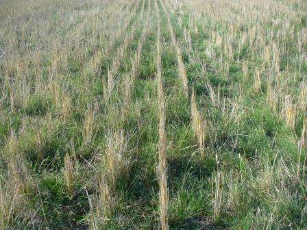 Pasture Cropping Workshop