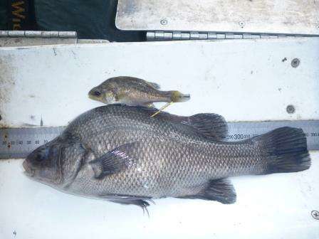 Macquarie Perch.  Photo:  Scott Raymond