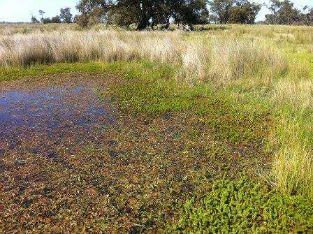 A Seasonal Herbaceous Wetland