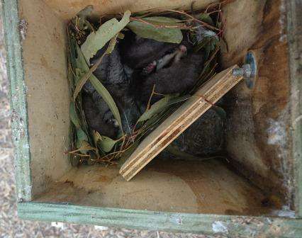 A Sugar Glider Family