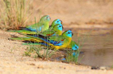 Turquoise Parrots