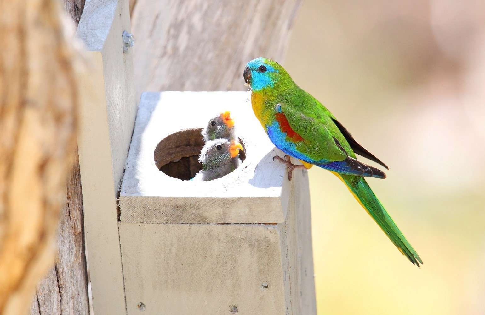 turquoise parakeet