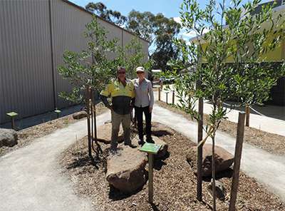 Seymour Taungurung Indigenous Garden Project Seymour Taungurung Indigenous Garden Project