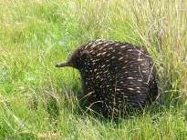 An echidna makes it's way across a paddock